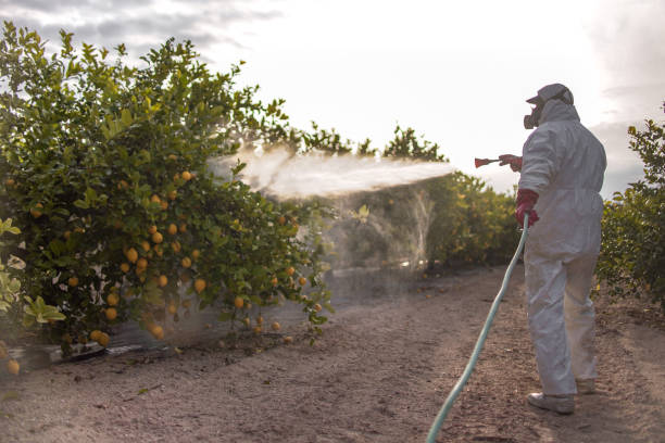 Best Pest Control for Homes  in Homer, GA