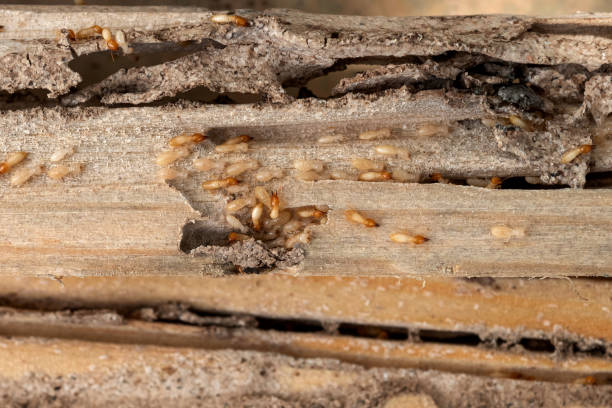 Best Residential Pest Control  in Homer, GA